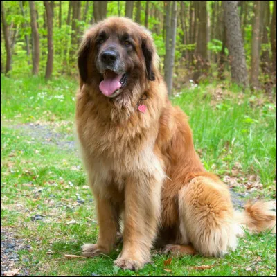 Cliquez sur le nom du chien affiché.