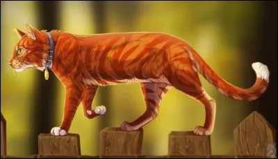 5. Il est devenu guerrier alors que c'était un chat domestique. Et moi je ne devais pas devenir guerrier. Alors j'ai décidé de montrer ma valeur. Mais... ça à mal tourné...