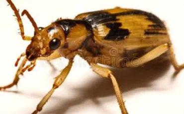 Quiz Insectes
