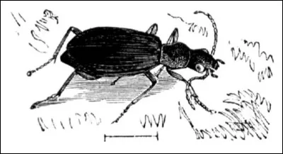 Quelle est la durée de vie moyenne du coléoptère bombardier ?