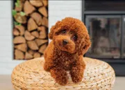 Quiz Animaux