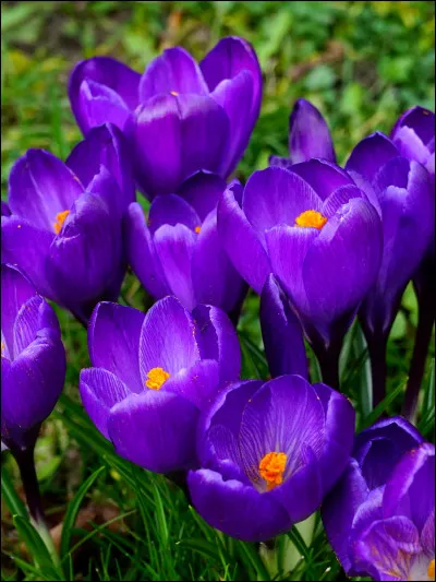 Quelles sont ces fleurs ?