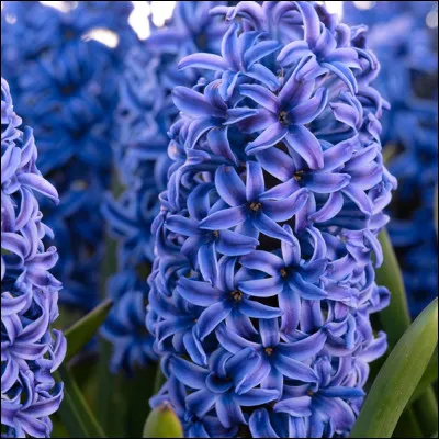 Quelle est cette fleur ?