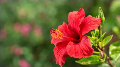 Comment la nomme-t-on ?