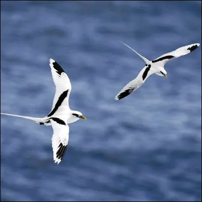 Quel oiseau marin portant un nom dorigine bretonne est aussi appelé gabian sur les côtes méditerranéennes ?