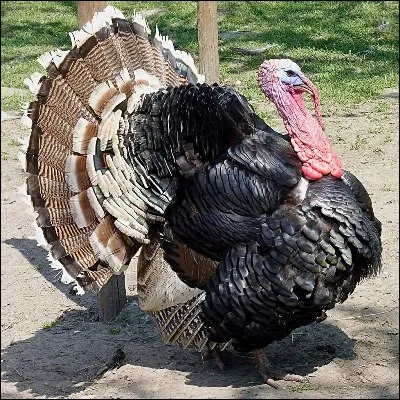 Quel écrivain a publié la pièce de théâtre humoristique "Le Dindon", jouée pour la première fois en 1896 ?