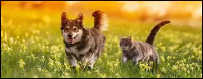 En Égypte, je suis vénéré. Qui suis-je ?