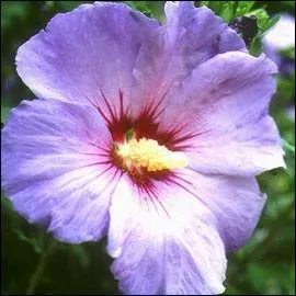 Comment appelle-on couramment cette fleur dont le nom exact est Hibiscus Syriacus ?