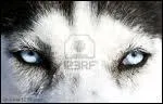 Quel est le seul chien  possder ces yeux bleus ?