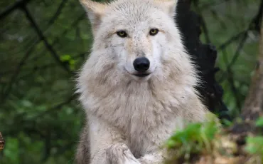 Quiz Animaux