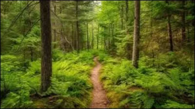 Tu acceptes son invitation. Elle te conduit par un chemin dans une clairière surplombée par un rocher incliné en forme détoile à cinq pointes. Elle te fait traverser un tronc servant de pont pour traverser le mince torrent. Arrivés en haut de la première colline, Océan Noir te demande comment tu ferais pour passer de lautre côté de celle-ci.