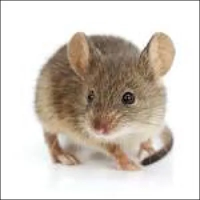 Ensuite, la cheffe de la Tribu des Collines tamène sous un arbre et tordonne de chasser la souris qui mange des graines sous larbre. Quelle est ta technique ?