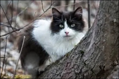 Soudain, vous entendez un bruit. Un chat blanc et noir apparaît. Océan Noir dit que cest un intrus et te demande de le prendre par surprise pour le faire fuir. Que fais-tu ?