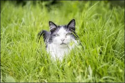 Pour finir, elle te demande de promettre quelque chose en tant que nouveau membre de sa Tribu. Quel est ton serment ?