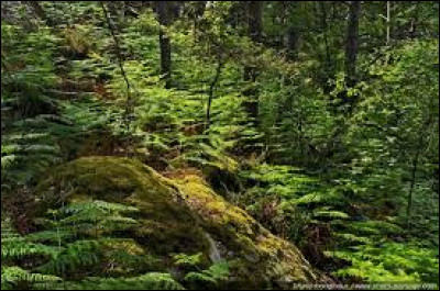 Dabord, commençons par les environnements : premier paysage, la forêt. Comment grimperais-tu aux arbres ?
