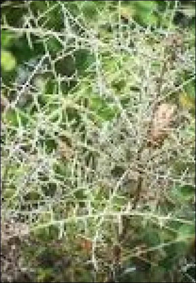 Comment sortirais-tu dun buisson épineux dans lequel tu tes fourré ?