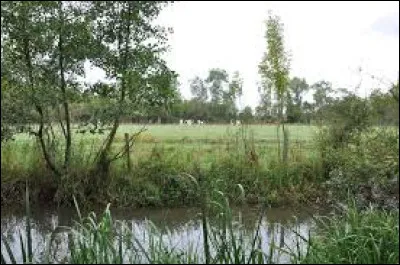 Troisième paysage : les marécages. Tu te promènes au bord dun étang et soudain tu tombes dans leau. Que fais-tu ?