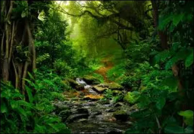 Une nuit, tu fais un cauchemar dans ton petit panier douillet. Tu essayes de te rendormir mais tu n'y arrives pas. Tu décides donc d'aller te promener dans la forêt en face de la maison de tes maîtres. Une fois rentré dans la forêt, tu entends un bruit derrière les buissons en face de toi. Quelle est ta réaction ?