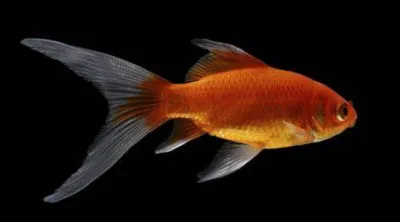 Comment dit-on "poisson rouge" en polonais ?