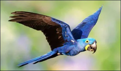 Passons aux oiseaux ! Comment se traduit "perroquet" en polonais ?