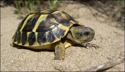 Comment se dit le mot "tortue" en polonais ?