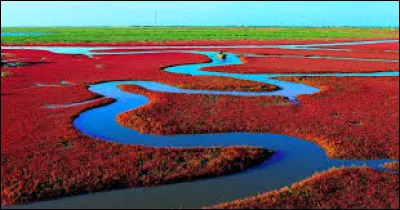 Quel événement tragique s'est produit en 1918, lorsque la famille impériale russe, y compris le tsar Nicolas II, a été exécutée par les bolcheviks, mettant fin à plusieurs siècles de règne de la dynastie Romanov ?