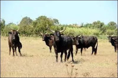 Quel nom donne-t-on à un troupeau libre de taureaux en Camargue ?