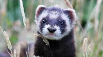 L'animal n'est pas à colorier, mais vous saurez bien le reconnaître !