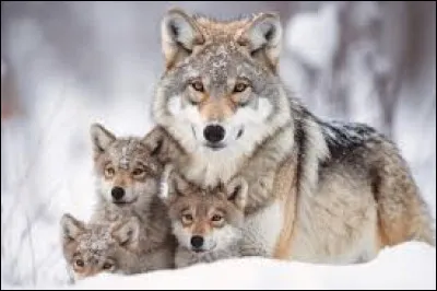 Quel nom donne-t-on aux petits de la louve ?