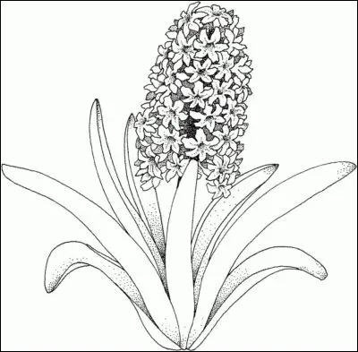 Quelles couleurs conviendront à cette belle fleur odorante ?
Vous avez donc le choix !