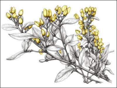 J'ai commencé à colorier le forsythia, mais comment doit-on continuer pour terminer ?