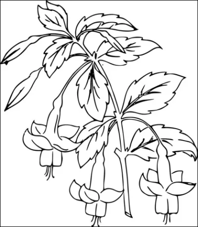 Ici, aussi, j'ai commencé le coloriage des sépales en rouge très brillant. Comment poursuivre pour les pétales ?