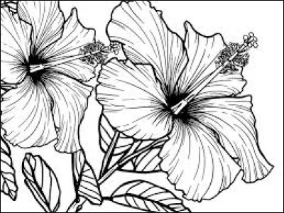 Comment N'allez-vous PAS colorier les fleurs d'hibiscus ?