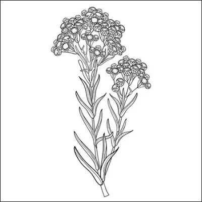 On les dit immortelles et elles font bien leur effet dans un bouquet de fleurs séchées.
Redonnez-leur vie en choisissant la couleur de la plante sur pied !