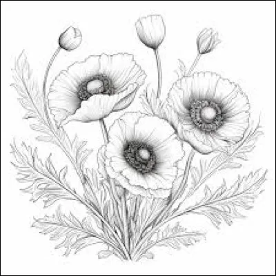 Imaginons que ces pavots sont de l'Himalaya. Quelle couleur allez-vous leur appliquer avec soin ?