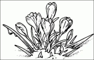 Je le veux crocus sativus ! Quelle couleur sera la sienne ?