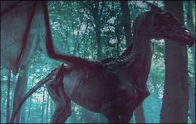 Quel est cet animal ?