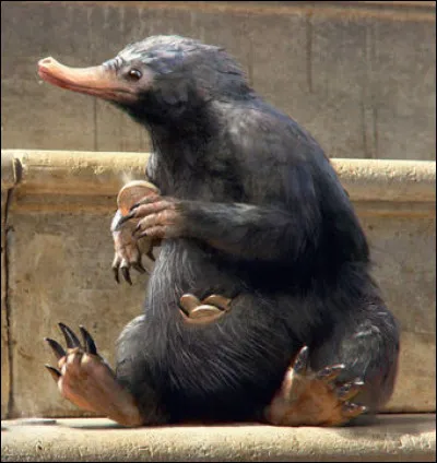 Quel est cet animal ?