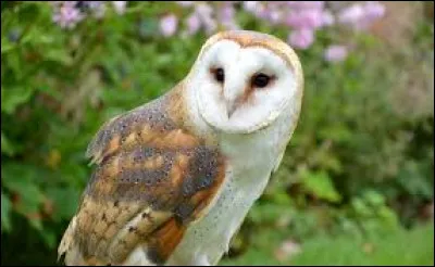 Quel est l'autre nom de la chouette effraie ?