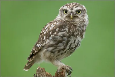 Quel est le nom de cette espèce de chouette ?