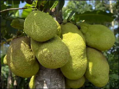 Le ''jacque'' est le fruit de quel arbre ?