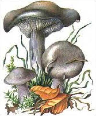 Quelle touche de peinture va convenir au tricholome nu ?