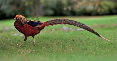 Les faisans, ici le doré en illustration, sont de quelle famille ? Celle des...