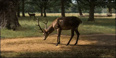 De quelle famille le cerf élaphe de nos forêts est-il ? Celle des...