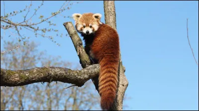 Quant au panda roux, de quelle famille est-il ? Celle des...