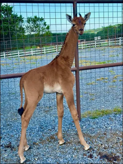 Avec quel autre animal la girafe partage-t-elle sa famille (girafidé) ?