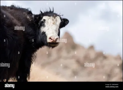 Le yack, quant à lui, appartient à la famille des...