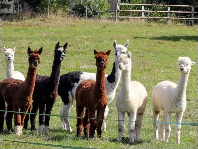 Sympathiques les alpagas ! de quelle famille sont-ils membres ? Les...