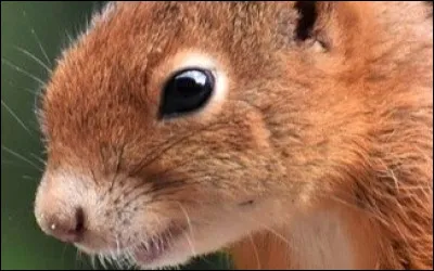 À quel animal appartient ce gros plan ?