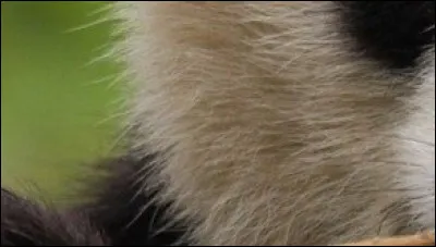 À quel animal appartient ce gros plan ?